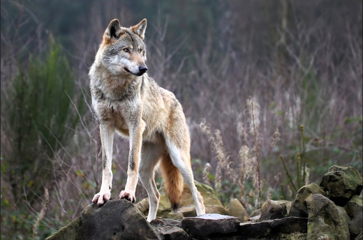 �1761217 �������(a): ����������:1920x1270